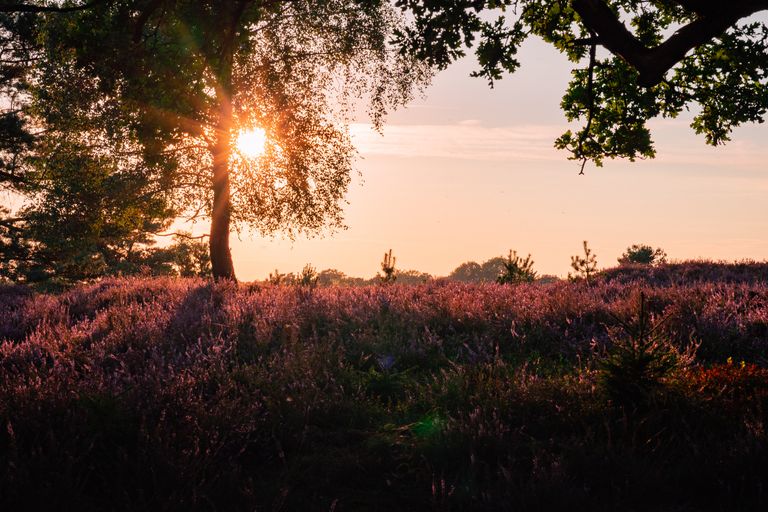 Captivating sunset over Lüneburg Heath with vibrant heather and golden light.